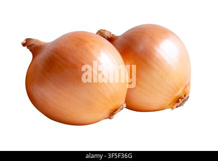 Two bulbs of white or big onions in stack are isolated on white background with clipping path. Stock Photo