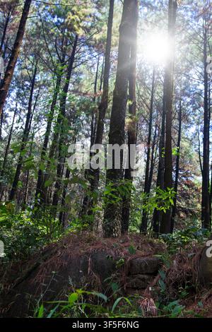 A serene pine forest scene with bright sunlight streaming through the tree canopy, highlighting the tall trunks and lush green foliage on a sunny day Stock Photo