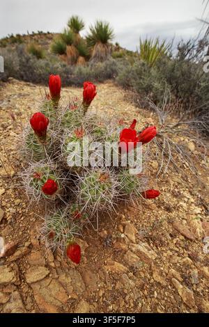 Red blooming hedgehog cactus in Joshua Tree National Park Stock Photo