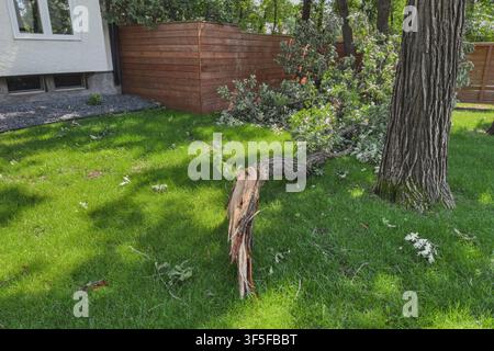 Large broken tree branch lying on a residential lawn after a summer storm, showing storm damage, hazardous split wood, fallen limbs, and property main Stock Photo