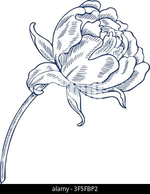 Peony flower head. Vector, graphic illustration in blue. Hand-drawn. Isolated on a white background. For designing postcards, invitations, and Stock Vector