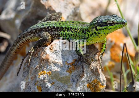 Sicilain wall lizard basks on a lichen-covered rock to warm its body under the sun, Riserva Naturale Orientata Oasi Faunistica di Vendicari, Sicily, I Stock Photo