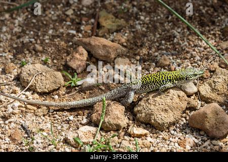 Sicilain wall lizard basks on a lichen-covered rock to warm its body under the sun, Riserva Naturale Orientata Oasi Faunistica di Vendicari, Sicily, I Stock Photo