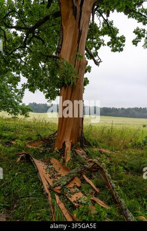 Large Oak Tree with Severe Storm Damage and Exposed Wood in a Rural Landscape, Latvia Stock Photo