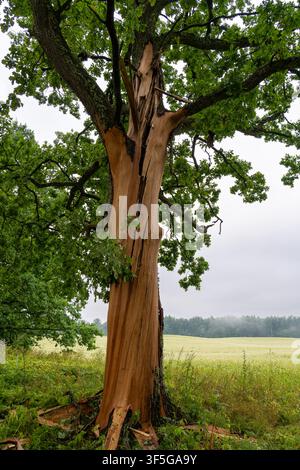 Lightning Damaged Oak Tree with Split Trunk in Rural Landscape, Latvia Stock Photo