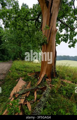 Lightning-Damaged Oak Tree with Split Trunk and Broken Bark Beside a Rural Road in Latvia Stock Photo
