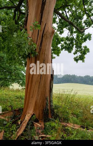 Lightning-Damaged Oak Tree with Split Trunk After a Lightning Strike in Rural Latvia Stock Photo