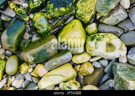 Green Algae Covered Coastal Stones Background Texture Stock Photo