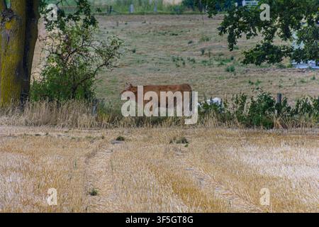 Brown cow standing on a green pasture behind a harvested golden field in Coesfeld, Germany Stock Photo