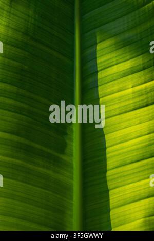 Green leaf close up, textured surface with light and shadow Stock Photo