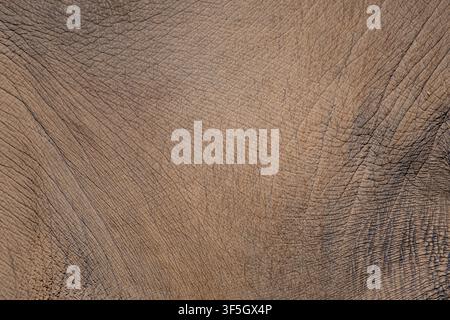 Asian elephant skin close up detail, textured background Stock Photo
