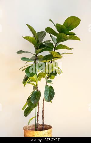 Ficus lyrata Bambino (Dwarf Fiddle Leaf Fig) Stock Photo