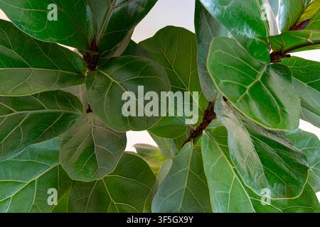 Ficus lyrata Bambino (Dwarf Fiddle Leaf Fig) foliage close up Stock Photo