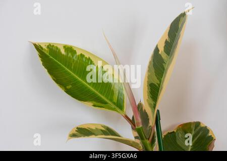 Ficus elastica Tineke plant variegated leaves against white background Stock Photo