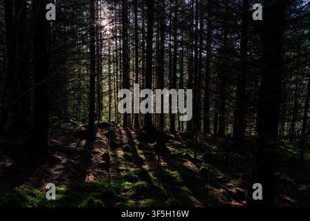Silhouetted tree trunks rising through dense woodland with light breaking beyond Stock Photo