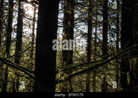 Backlit moss trailing from woodland branches against soft forest bokeh Stock Photo
