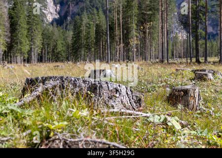 A low viewpoint makes the large foreground stump tangible while surviving pines and cliffs remain softly behind. Several cut tree stumps spread across Stock Photo