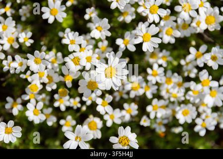 Top view of Chamomile (camomile) flowers in natural environment Stock Photo