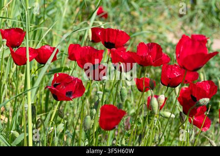 Common poppy (Papaver rhoeas) flowers in natural environment Stock Photo