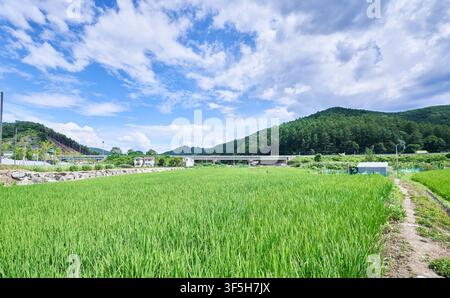 Heart Rice Paddy Wide landscape of vibrant green rice fields under a cloudy sky with ...