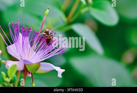A view of a honeybee gathering nectar on a purple and white caper flower set against a soft blurred background of green leaves. Stock Photo