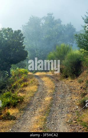 A winding gravel dirt road leads through lush vegetation into a misty forest high in the mountains of Portugal. Stock Photo