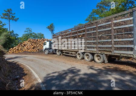 A white logging truck parked beside a massive stack of cut timber logs under a clear blue sky in central Portugal. Stock Photo