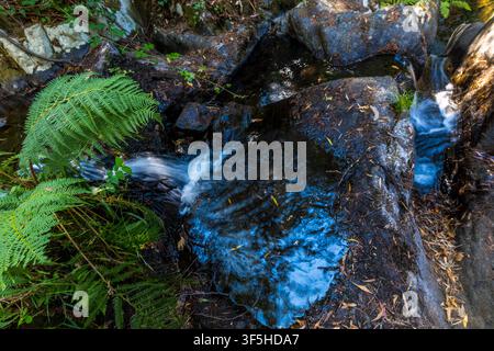 A small mountain stream flows swiftly over dark mossy rocks surrounded by lush green ferns in central Portugal. Stock Photo