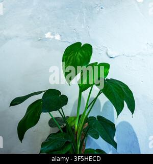 Potted Green Houseplant Against Rustic White Wall Stock Photo