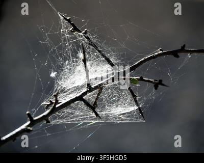 Intricate spider web on thorny branches with sunlight highlights. Stock Photo