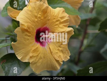 Yellow Hibiscus Stock Photo