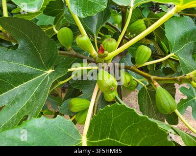 Unripe green figs are visible on a fig tree branch surrounded by large leaves in a sunny location. The sunlight highlights the fresh fruit on the tree Stock Photo