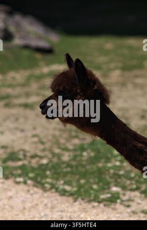 Alpaca lying down on the grass in a zoo enclosure Stock Photo