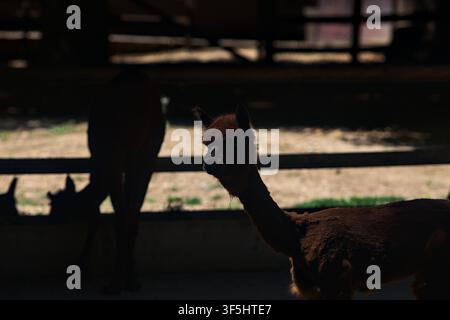 Alpaca lying down on the grass in a zoo enclosure Stock Photo