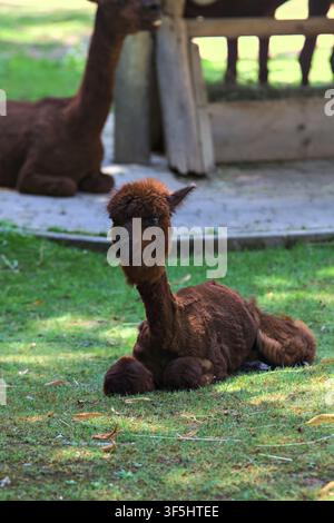Alpaca lying down on the grass in a zoo enclosure Stock Photo