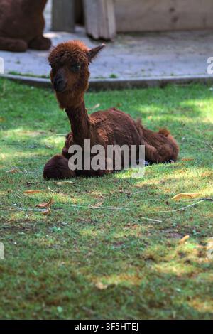 Alpaca lying down on the grass in a zoo enclosure Stock Photo