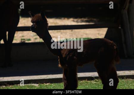Alpaca lying down on the grass in a zoo enclosure Stock Photo