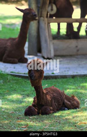 Alpaca lying down on the grass in a zoo enclosure Stock Photo