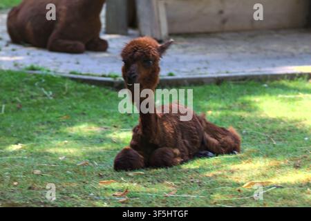 Alpaca lying down on the grass in a zoo enclosure Stock Photo