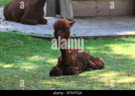 Alpaca lying down on the grass in a zoo enclosure Stock Photo