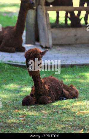 Alpaca lying down on the grass in a zoo enclosure Stock Photo
