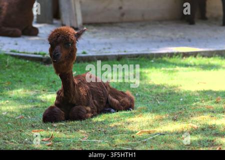 Alpaca lying down on the grass in a zoo enclosure Stock Photo