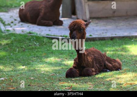 Alpaca lying down on the grass in a zoo enclosure Stock Photo