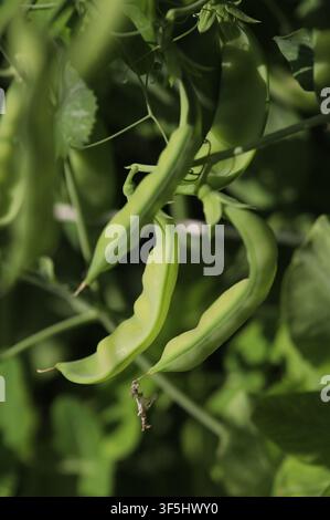 Close up macro view of ripe green pea pods hanging on a branch in garden. Detailed agriculture photography shot with shallow depth of field selective Stock Photo