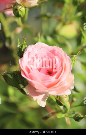 Close up macro view of a tender pink rose bud blooming in garden. Detailed floral photography shot top down with shallow depth of field selective focu Stock Photo
