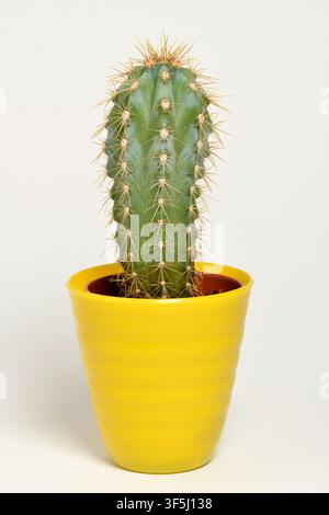 Cactus in a small ceramic pot, decorative houseplant on white Stock Photo