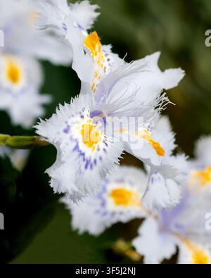 Fringed iris flowers close up with soft bokeh background Stock Photo