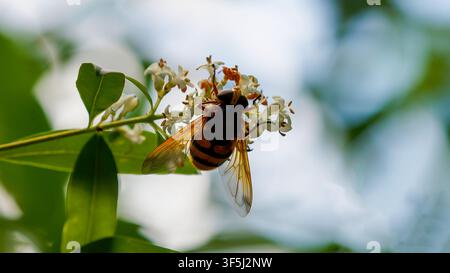 Hornet mimic hoverfly on small white flowers close up Stock Photo