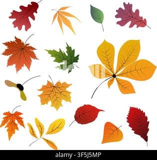 Collection of colorful autumn leaves isolated on white background. Hand drawn vector set of maple, oak and seasonal foliage for autumn Stock Vector