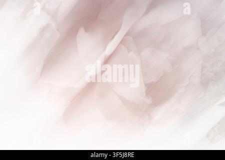 Dreamy floral ICM abstract showing pale pink and white petals blurred in motion, creating a soft ethereal background with gentle pastel tones, light t Stock Photo